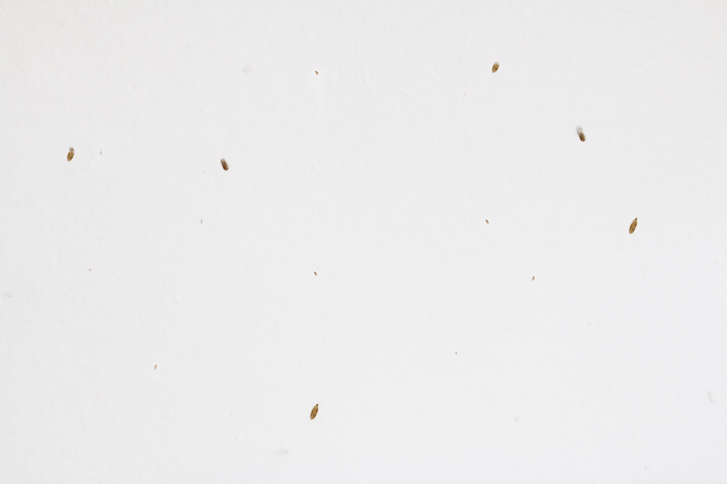 西耶娜胡萝卜籽纸 (200 GSM)