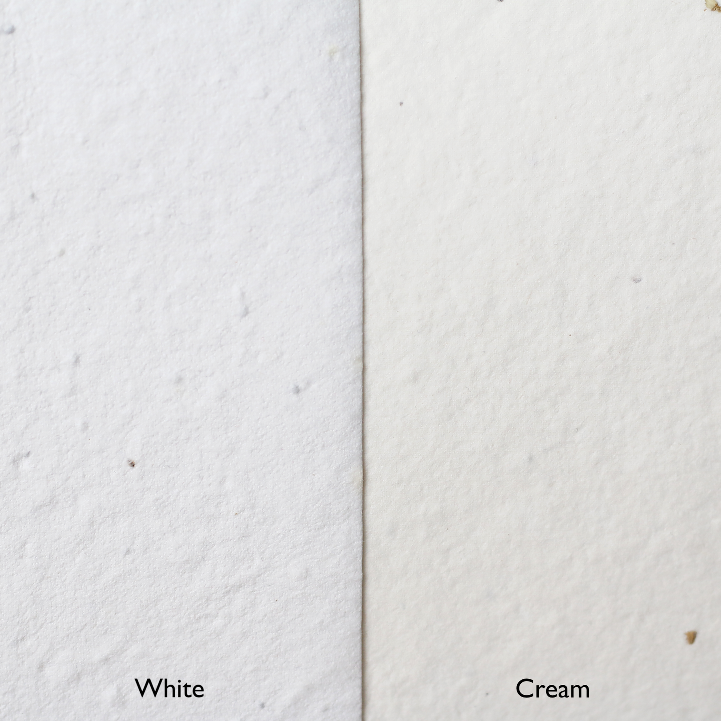 Sasha 混合花籽纸(奶油色,200 GSM)