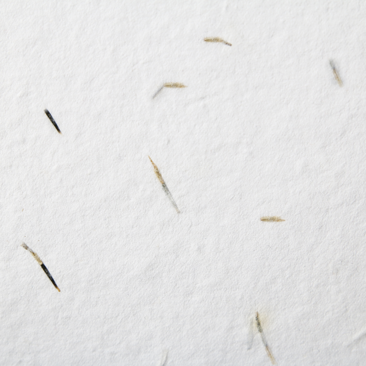 Sue-Ann 雏菊种子纸 (200 GSM)