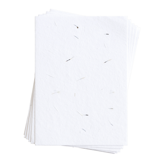 Sue-Ann 雏菊种子纸 (200 GSM)