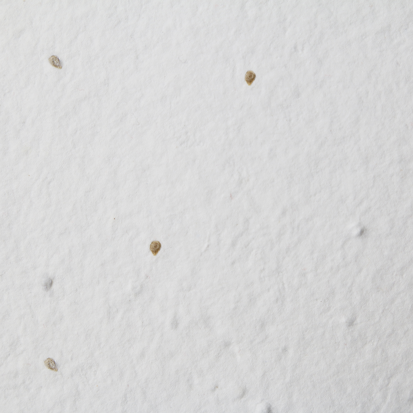 Sammie 番茄种子纸 (200 GSM)